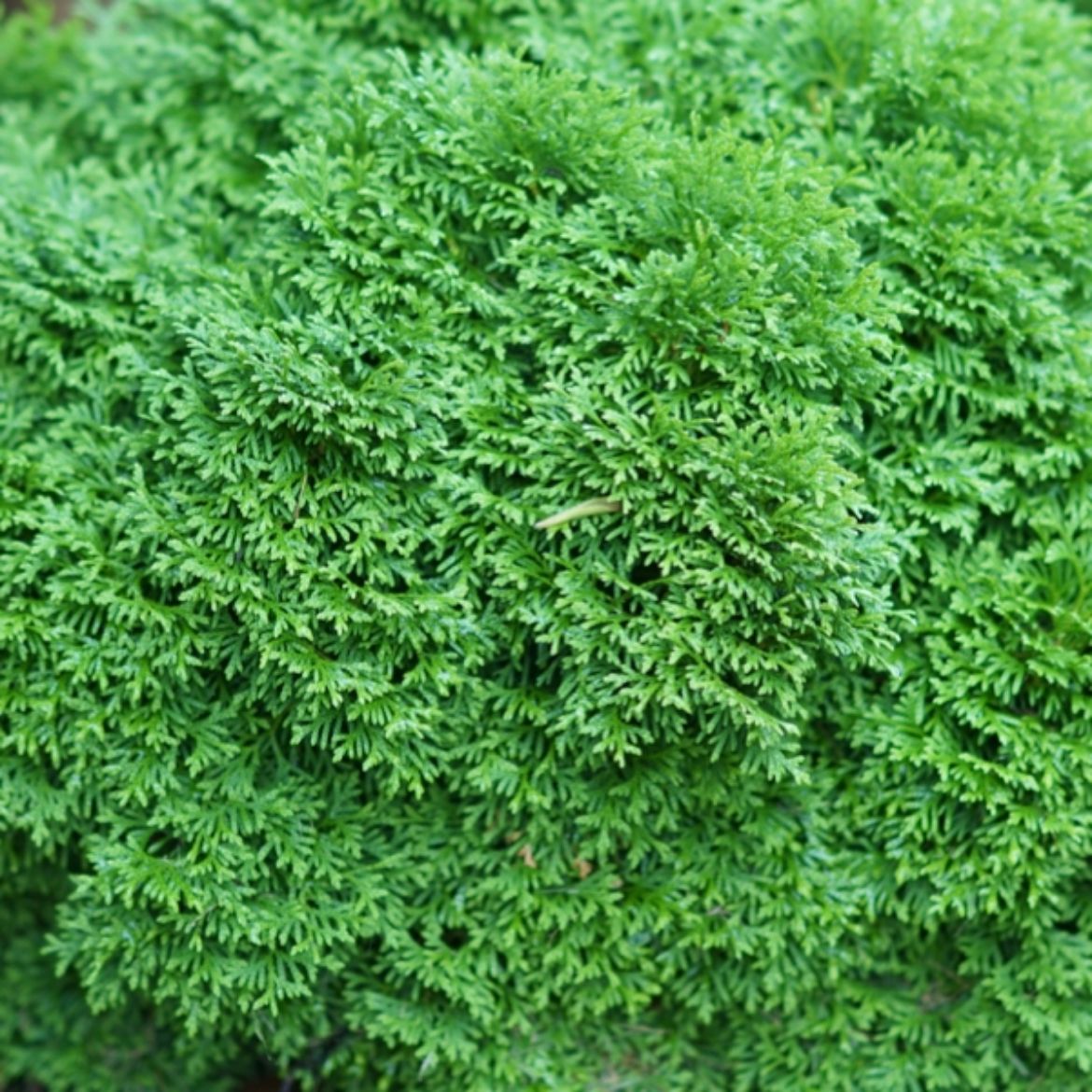 Picture of Thuja occ. Tater Tot®
