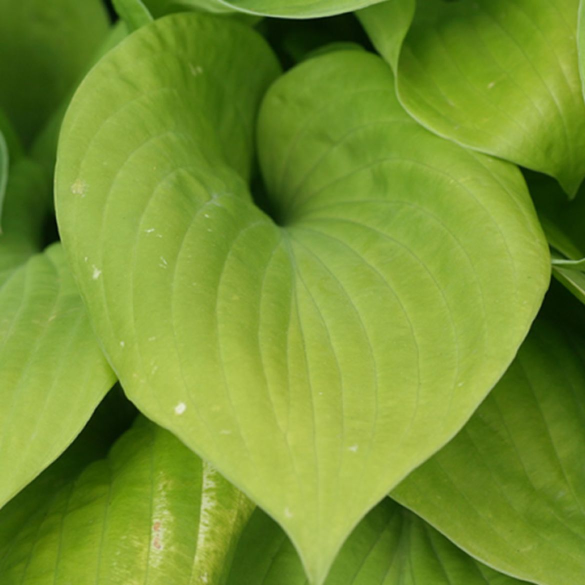 Picture of Hosta 'August Moon'