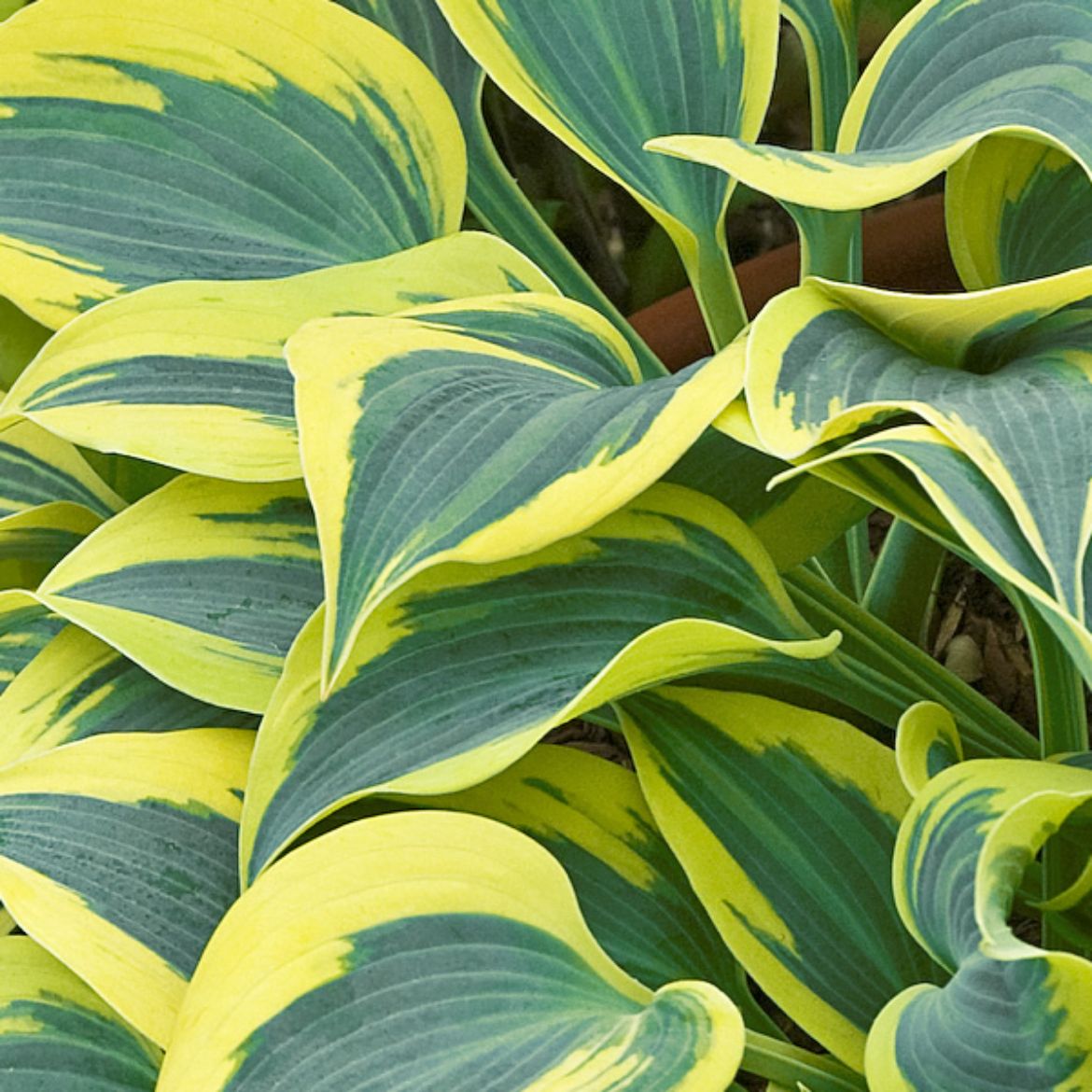 Picture of Hosta Shadowland® 'Autumn Frost'