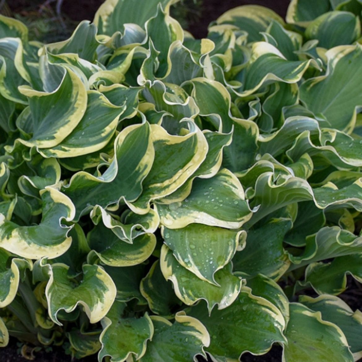 Picture of Hosta Shadowland® 'Wheee!'