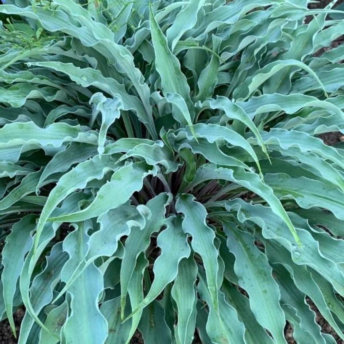 Picture of Hosta 'Silly String'