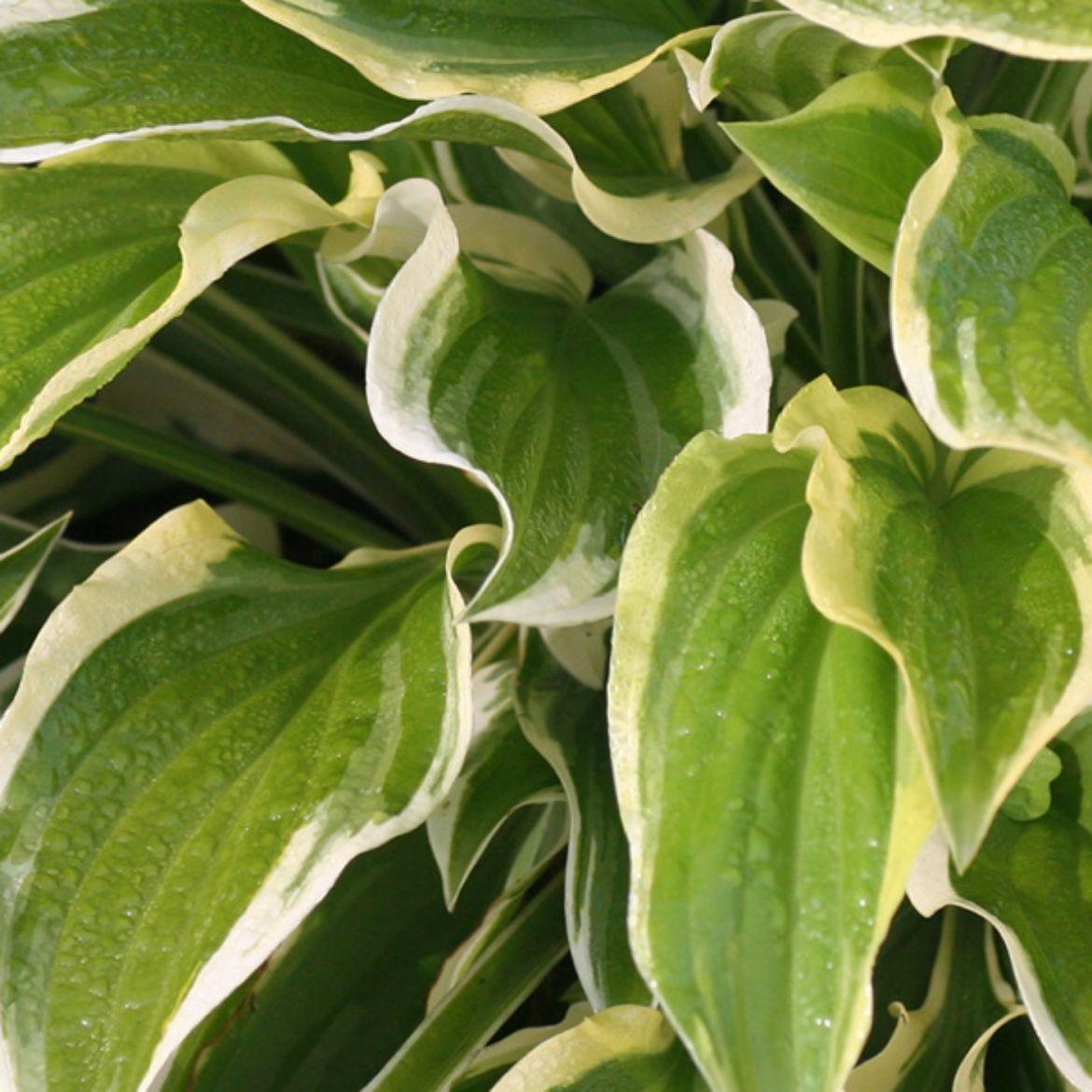 Picture of Hosta 'So Sweet'