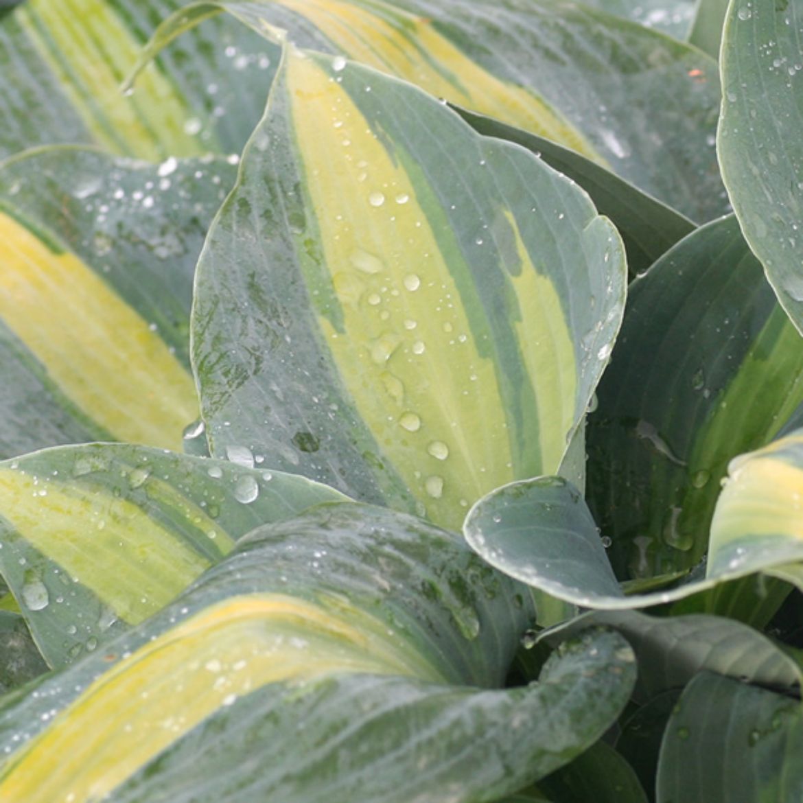 Picture of Hosta 'Touch of Class'