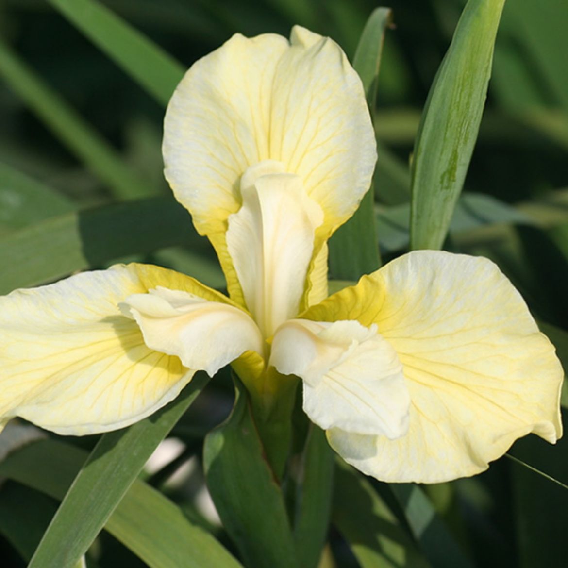Picture of Iris sib. 'Butter and Sugar'